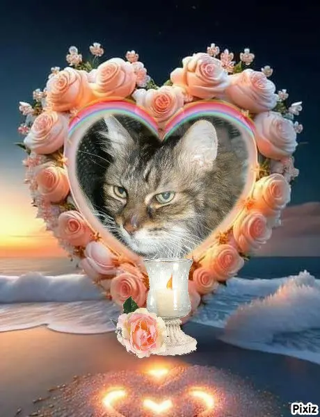 Condolence image of Tanja mit Timmy im Herzen 