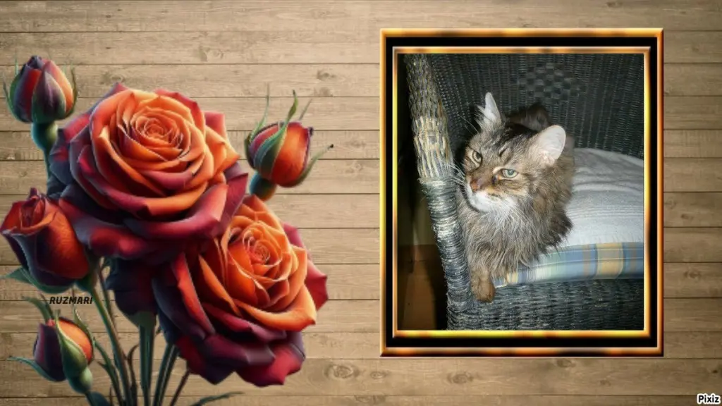 Condolence image of Tanja mit Timmy im ❤