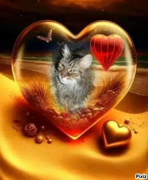 Condolence image of Tanja mit Timmy im 💘🐈🐾