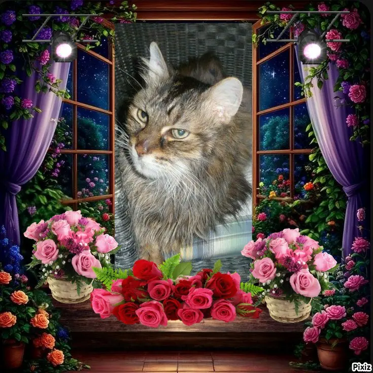 Condolence image of Tanja mit Timmy im 💖🐈🐾