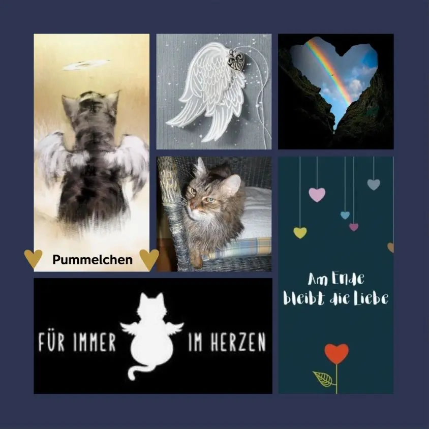 Condolence image of Ein Ozean an Rosen für Pummelchen zum 7. Gedenktag