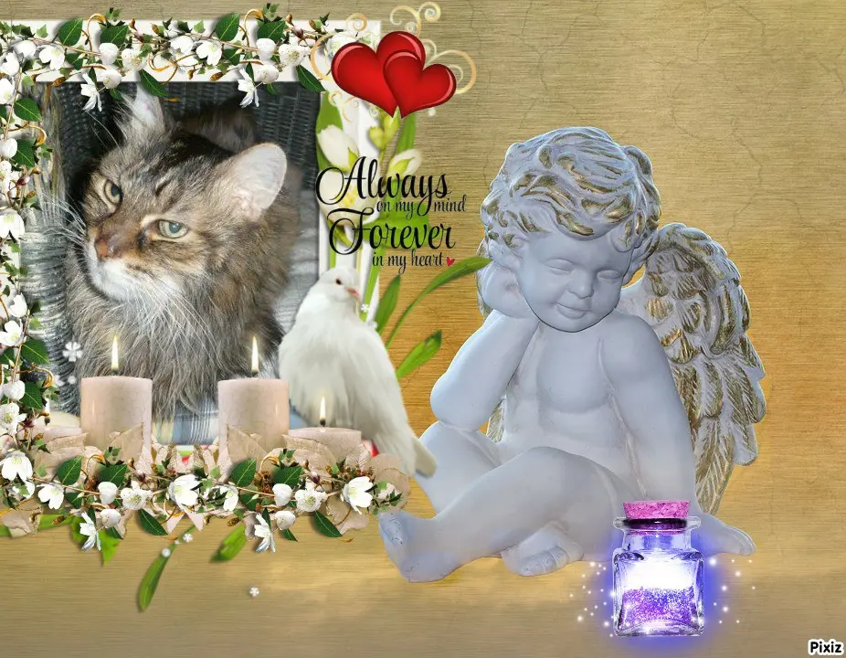 Condolence image of Tanja mit Timmy im 💖🐈🐾