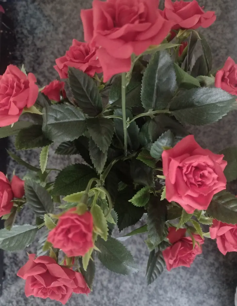 Condolence image of Corinna ❤️ für Mietzi ❤️