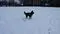 Image from Wolf