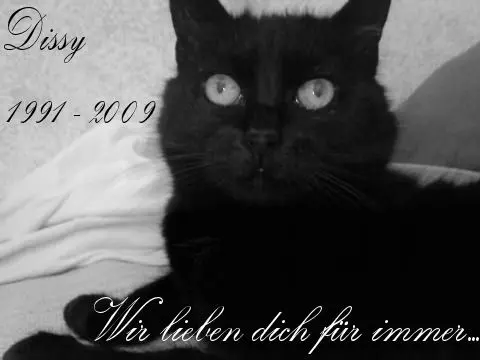 Bild von Dissy