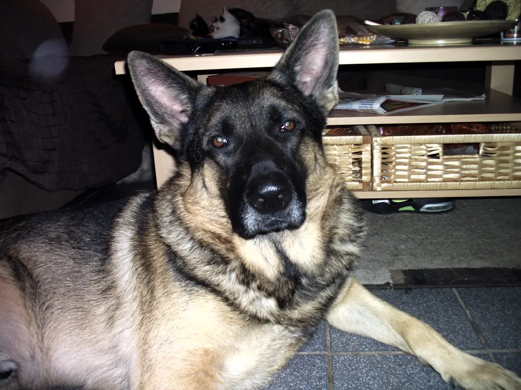 Image from Thyson
