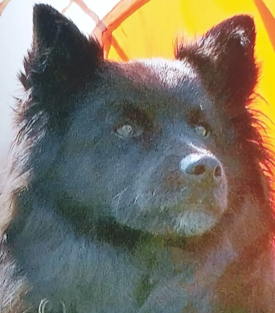 Condolence image of Elke mit Wolle ganz tief im Herzen