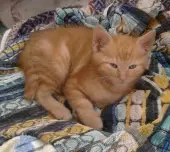 Condolence image of Lutz