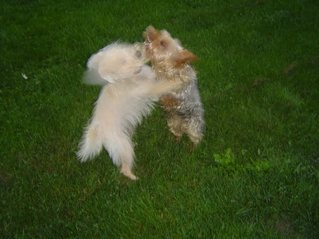 Andachtsbild von Silvia