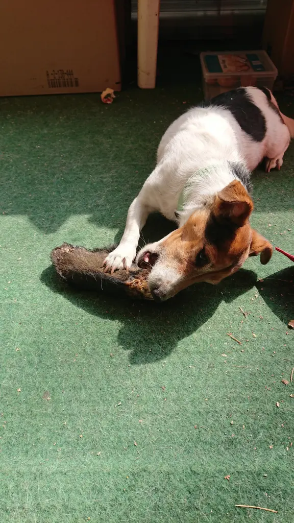 Andachtsbild von Tochter v. Herrchen