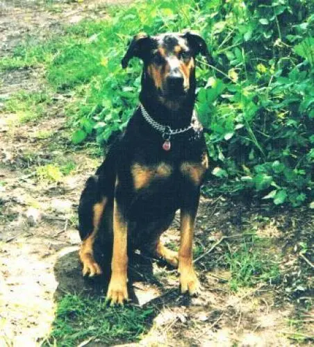 Bild von Tasso