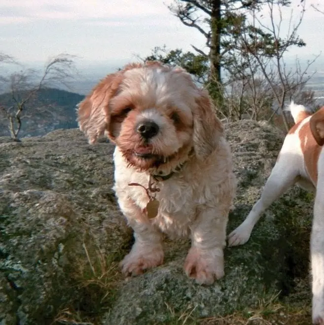 Condolence image of Marika mit Balou und Hippo im Herzen