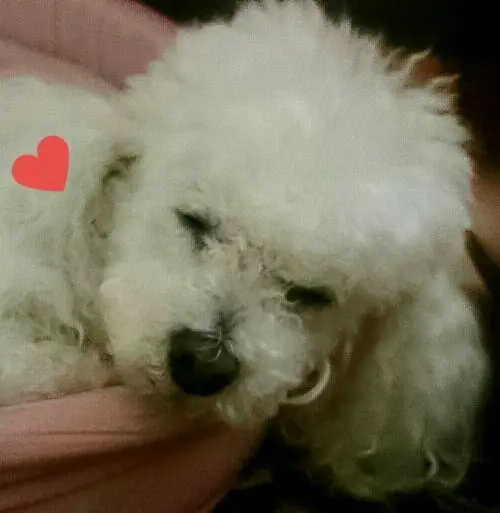 Condolence image of Angela