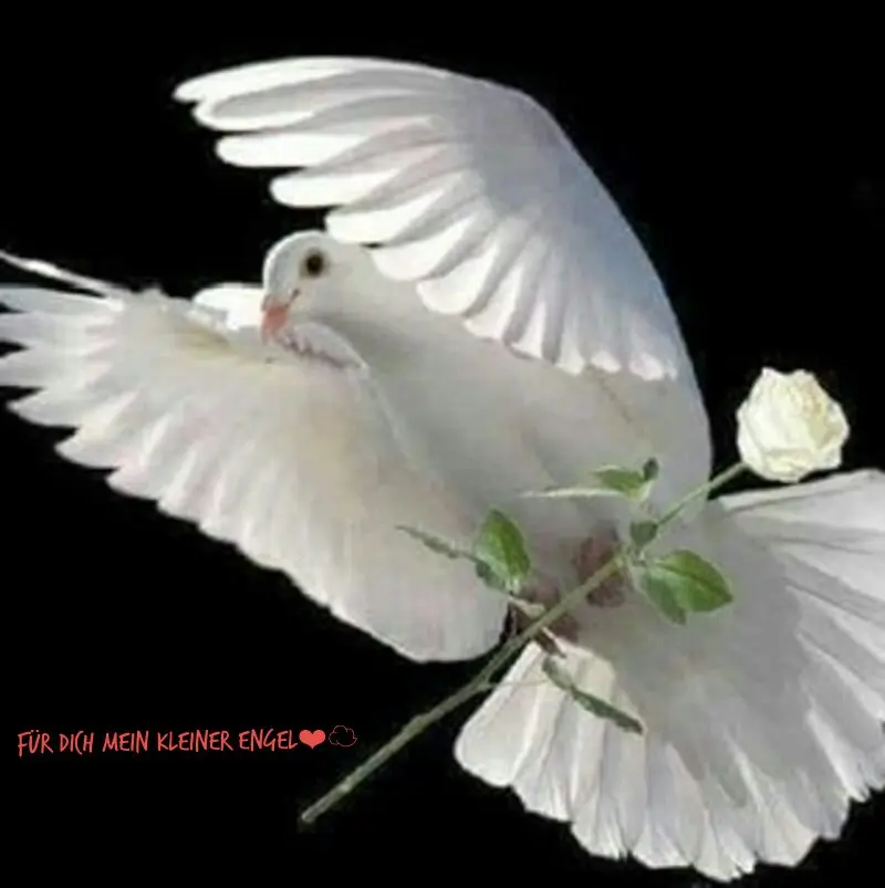 Condolence image of Angela für meine kleine Mädchen CHERI ❤✨