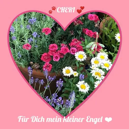 Condolence image of Angela für meine kleine Mädchen CHERI ❤✨☁