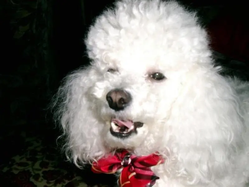 Condolence image of Angela für meine kleine Mädchen CHERI ❤✨