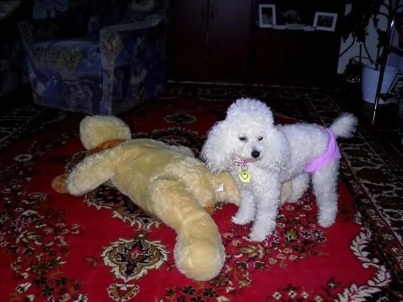 Condolence image of Angela für meine kleine Geliebte Mädchen CHERI ❤✨