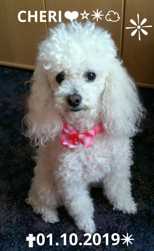 Condolence image of Angela für meine Geliebte kleine Mädchen CHERI ❤
