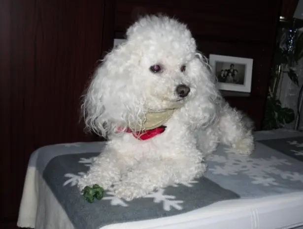 Condolence image of Angela für meine kleine Geliebte Mädchen CHERI ❤