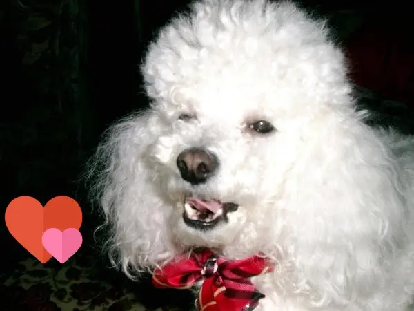 Condolence image of Angela für meine kleine Mädchen CHERI ❤✨
