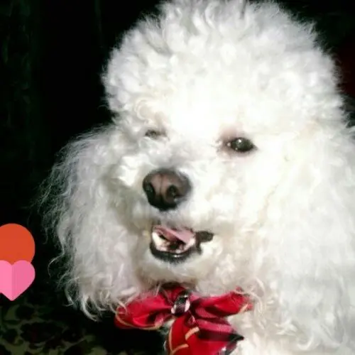 Condolence image of Angela für meine kleine Mädchen CHERI ❤✨☁