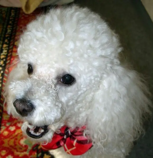 Condolence image of Angela für meine kleine Mädchen Cheri*♥️✨️