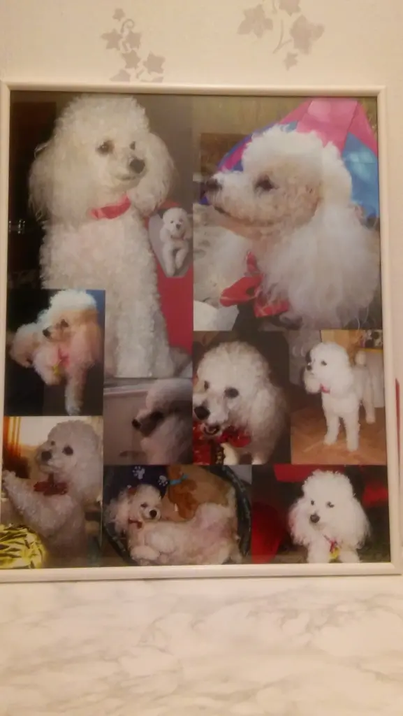 Condolence image of Angela für meine kleine Angel Cheri ❤️✨️♥️