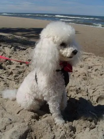 Condolence image of Angela für meine kleine Mädchen Cheri 💫❤️