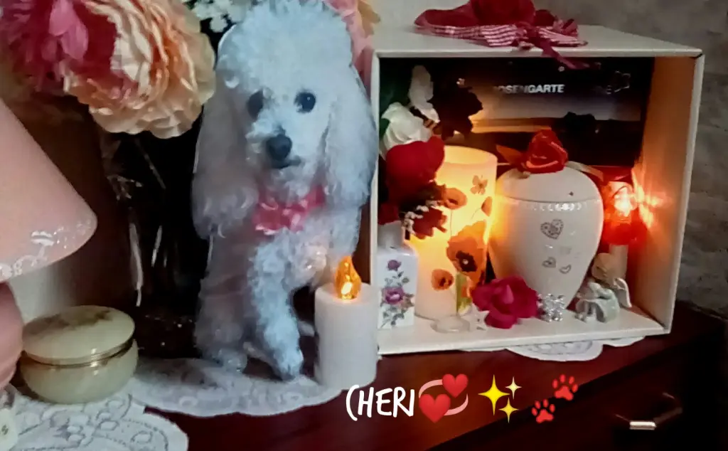 Condolence image of Angela für meine kleine Angel Cheri ❤️💫
