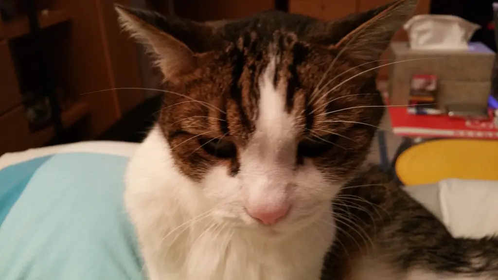 Condolence image of Tanja mit Timmy im Herzen 