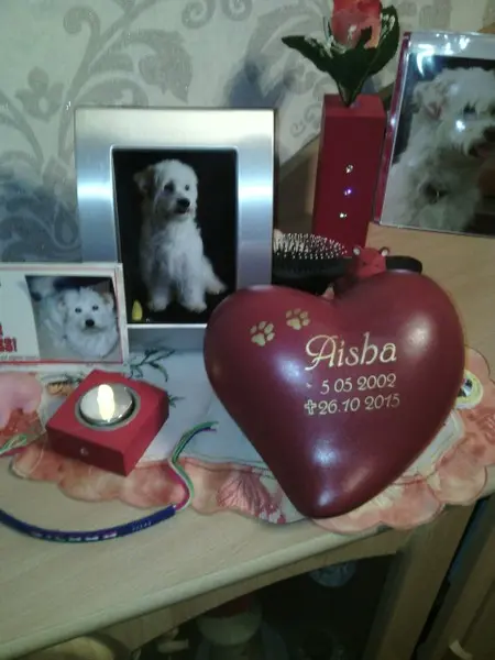 Image from Aisha