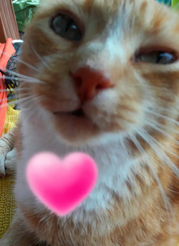Image from Lucky