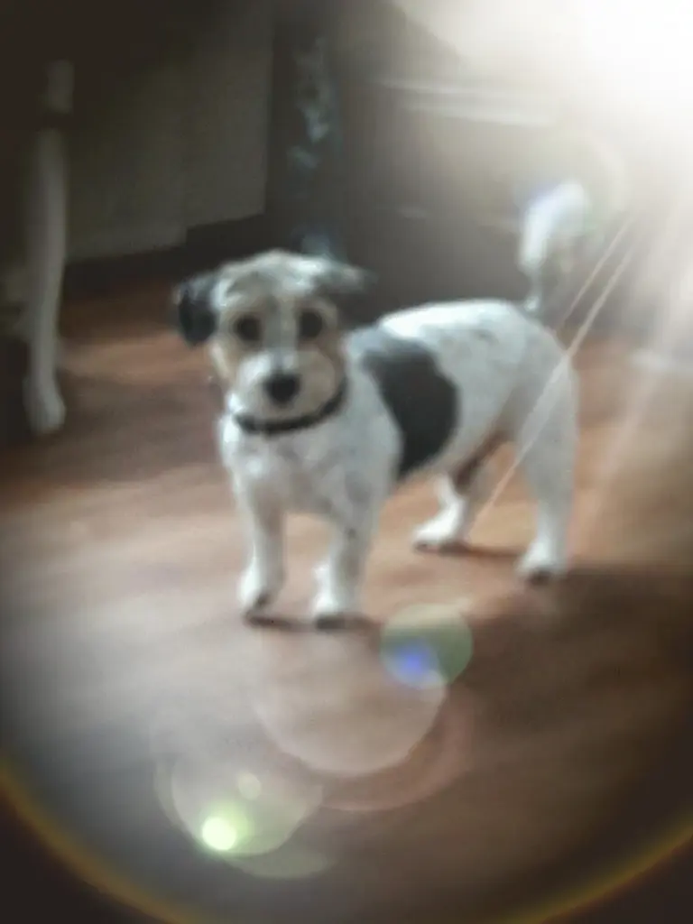 Image from Findus