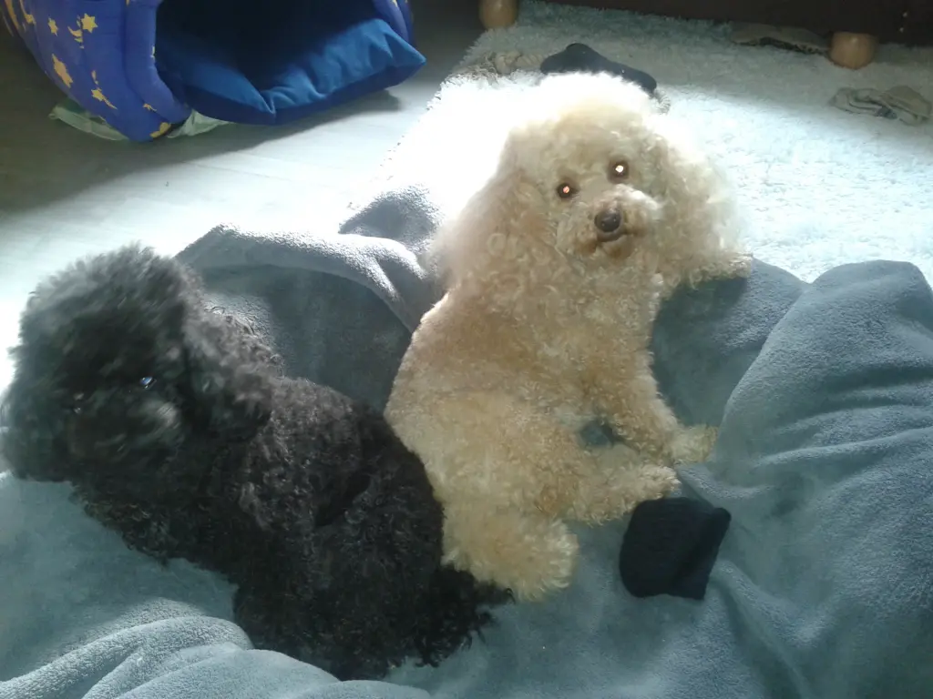 Image from Josie