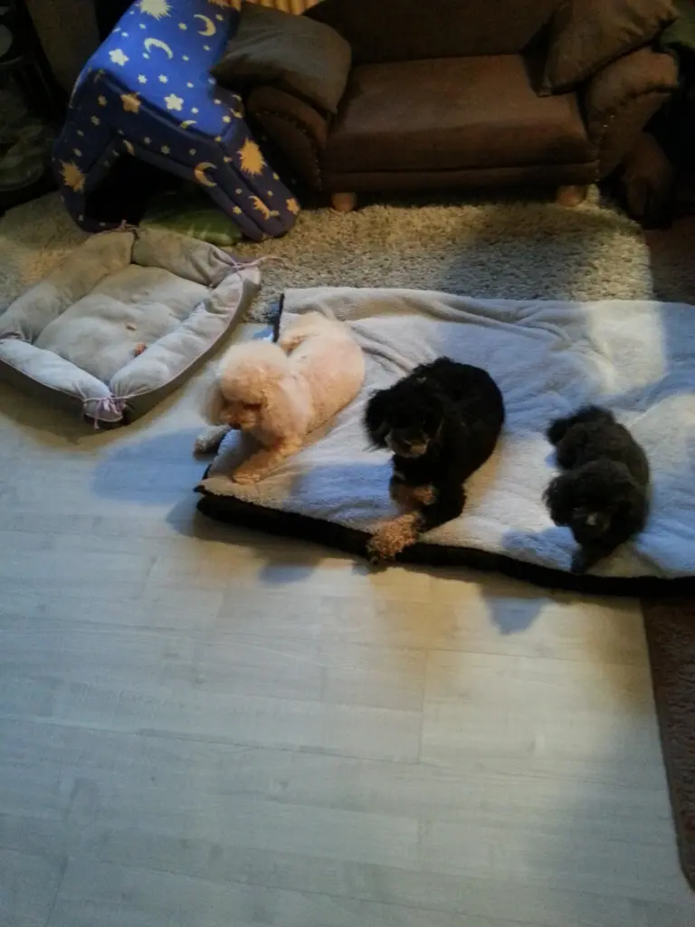 Image from Josie