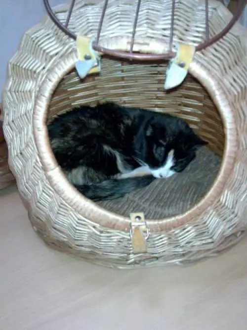 Bild von Lady
