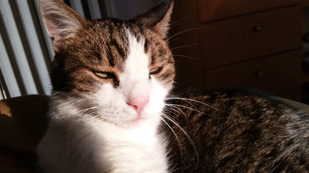 Condolence image of Tanja mit Timmy im Herzen