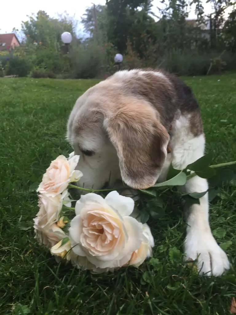 Condolence image of Sylvia mit Tibi im Herzen