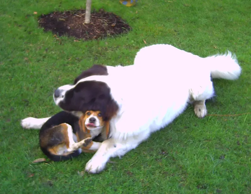 Condolence image of Sylvia mit Tibi im Herzen