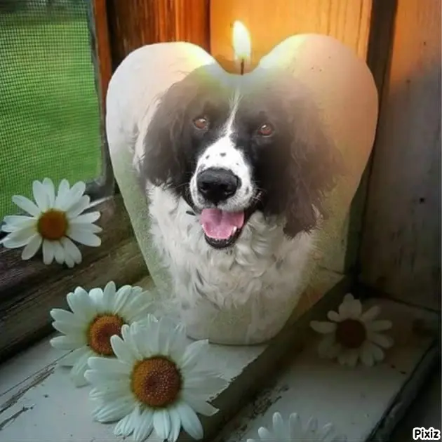Condolence image of ❤️❤️❤️
