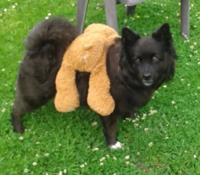 Condolence image of Elke mit Wolle tief im Herzen