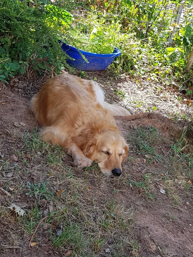 Image from Odie