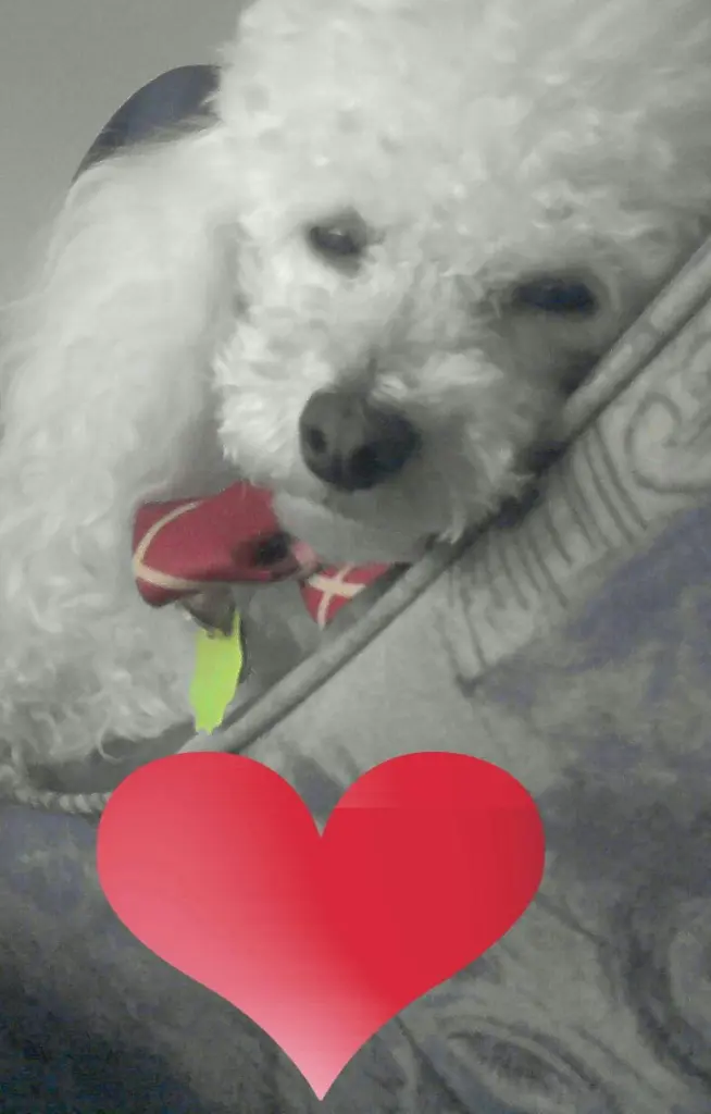 Andachtsbild von Angela