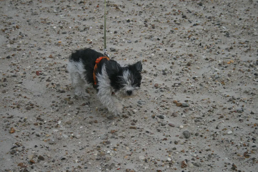 Andachtsbild von Unbekannt