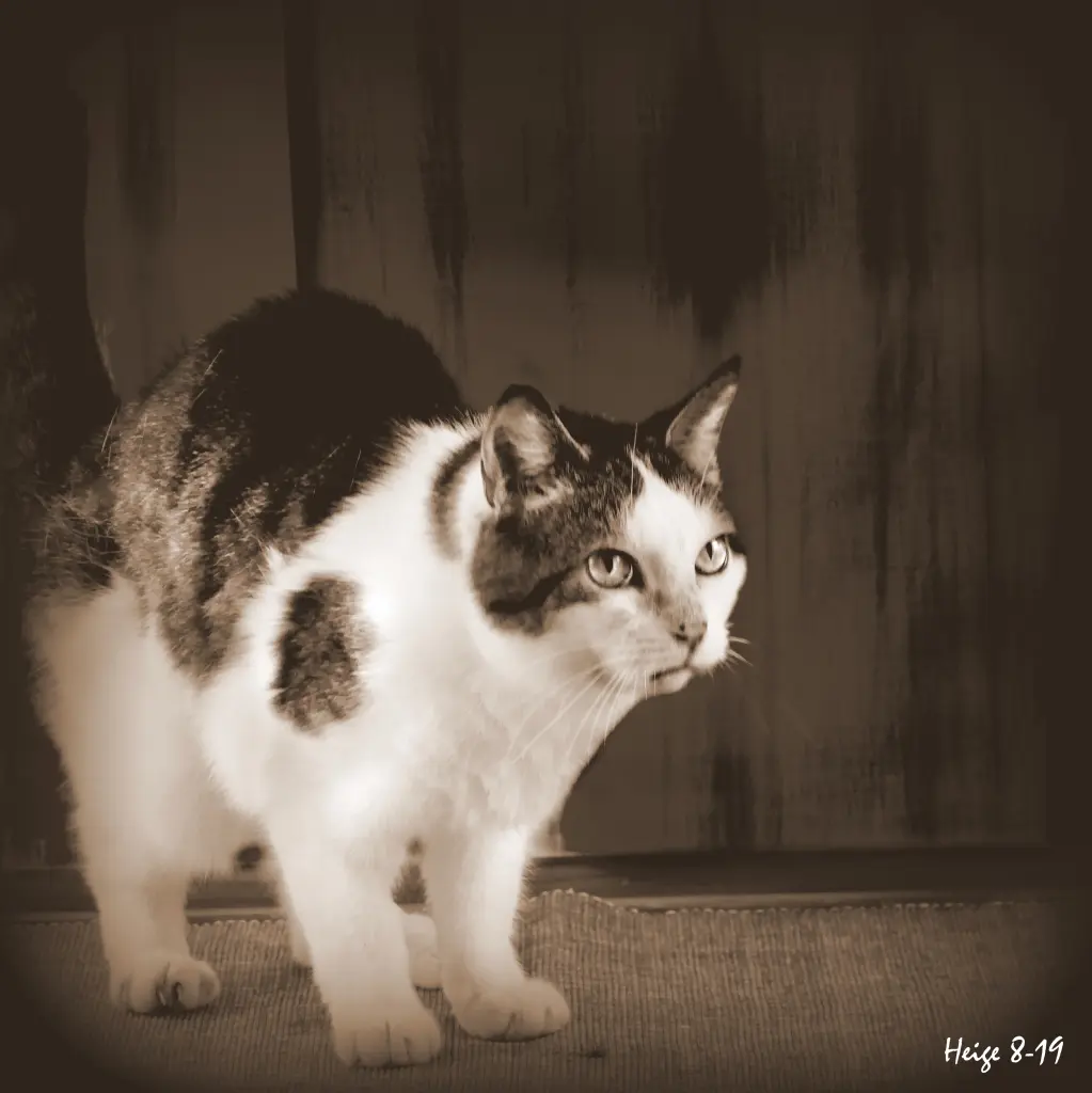 Condolence image of Heige