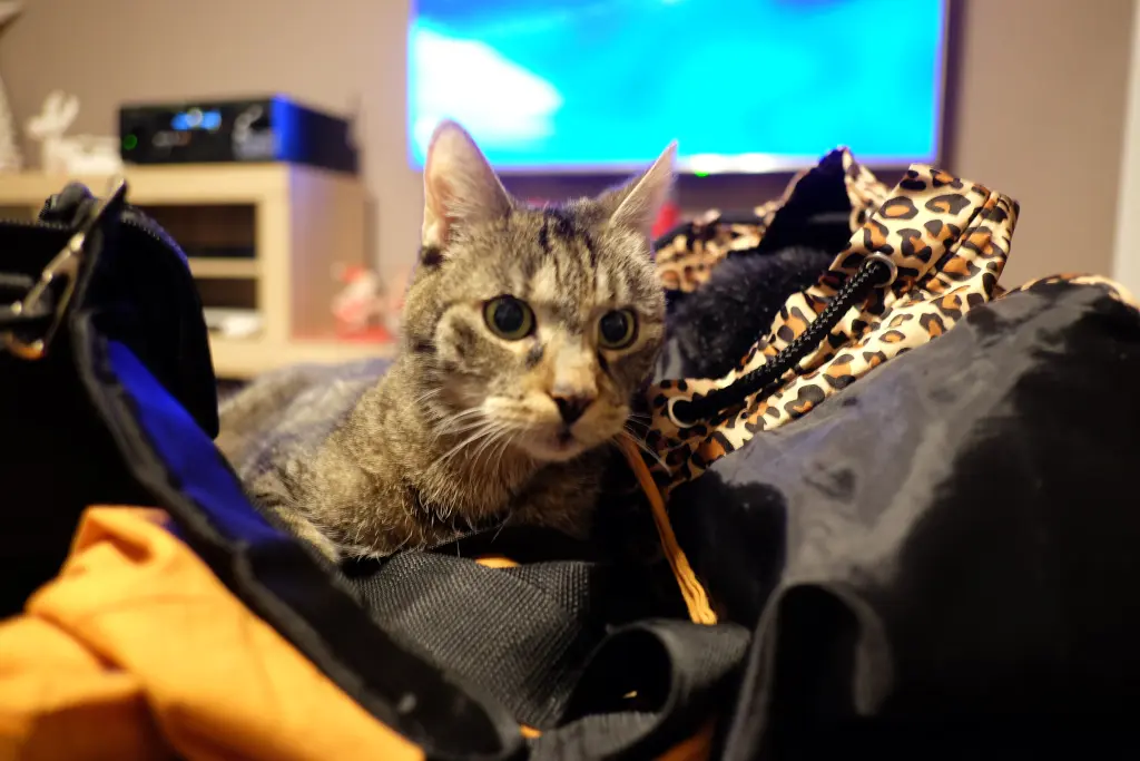 Image from Pepper