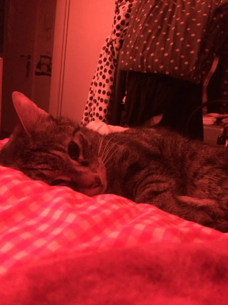 Image from Pepper