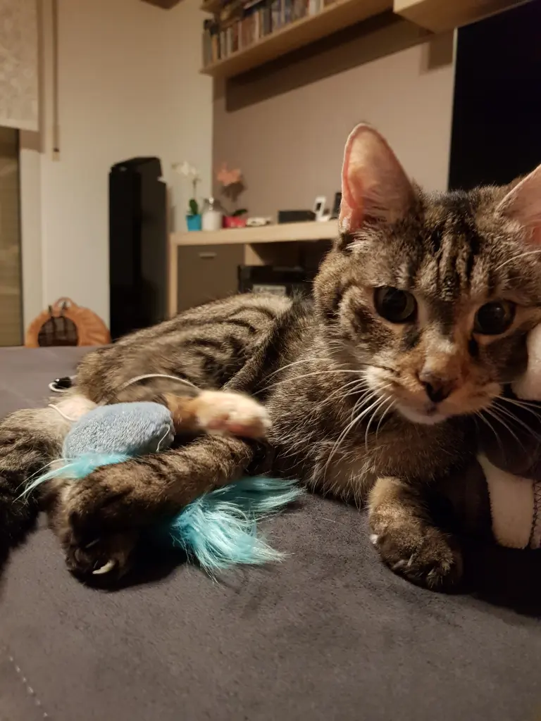 Image from Pepper