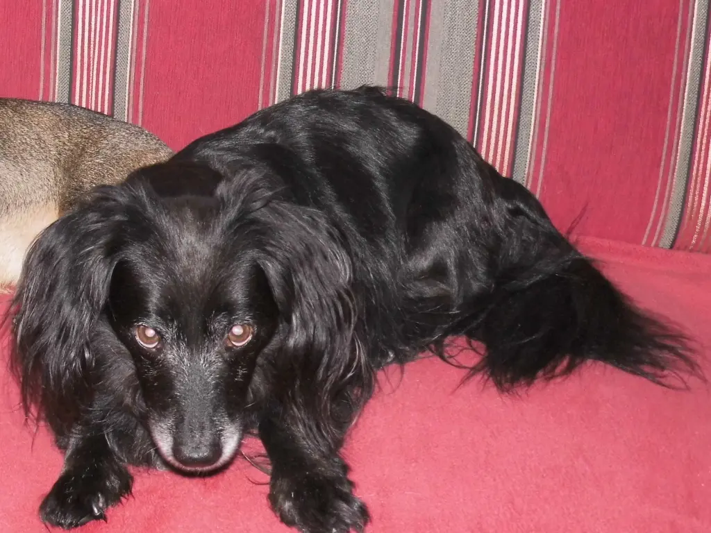 Condolence image of Sybille