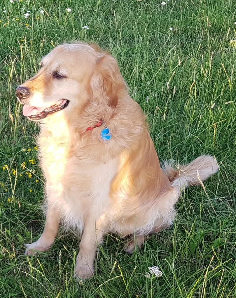 Bild von Odie
